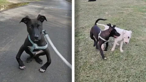 Un perro con las piernas torcidas Un perro con las piernas torcidas