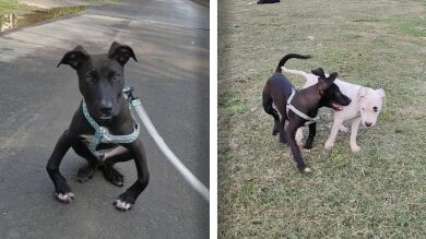 Un adorable perro con las piernas torcidas encuentra a un amigo