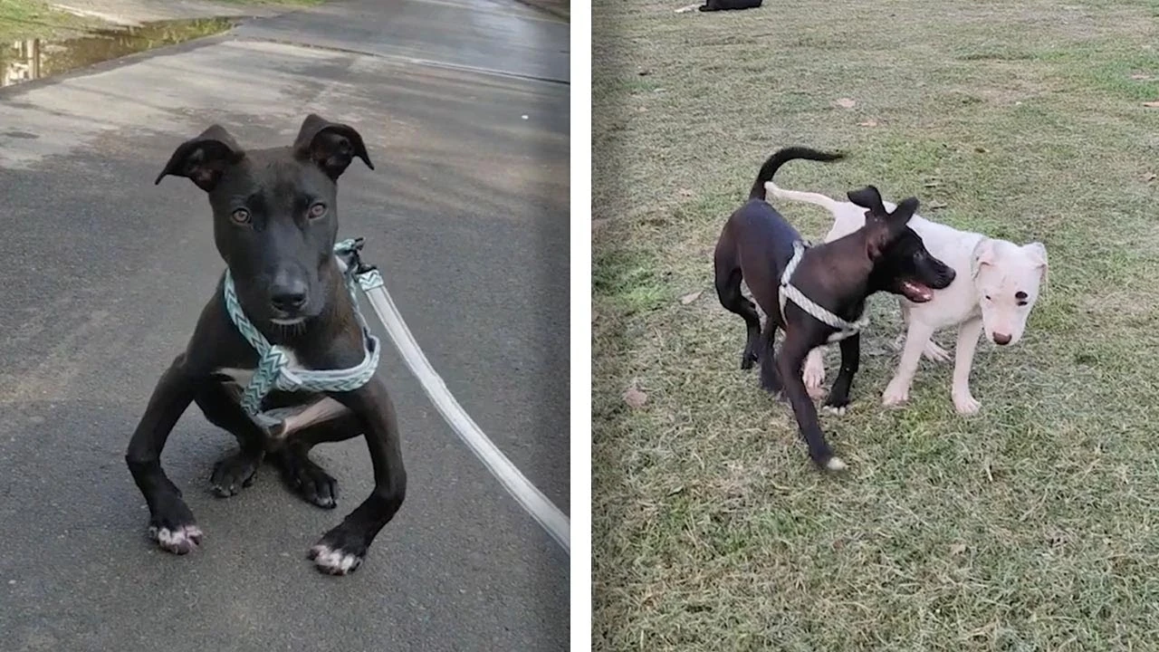 Un perro con las piernas torcidas Un perro con las piernas torcidas