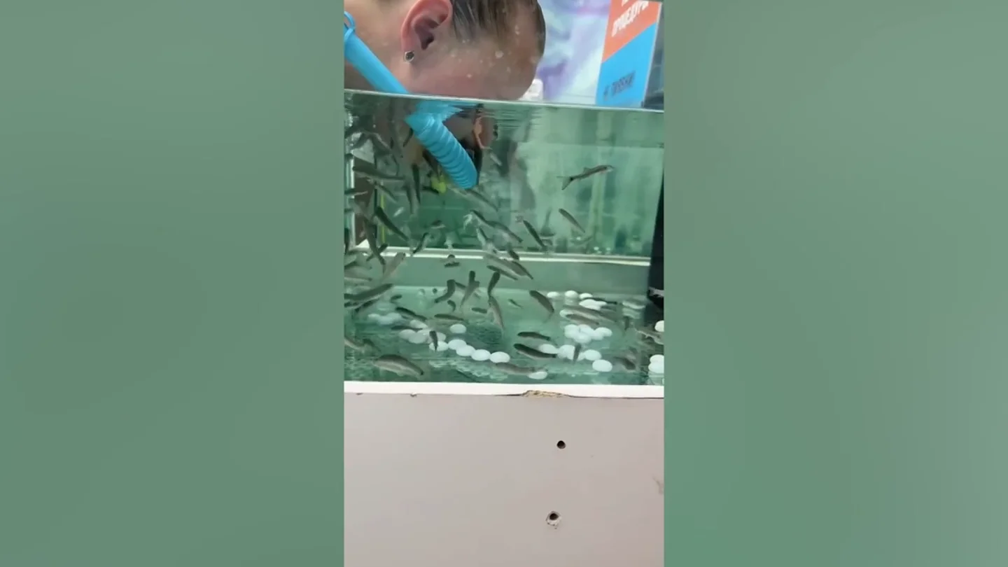 La nueva tendencia: exfoliarte el rostro con decenas de diminutos peces La nueva tendencia: exfoliarte el rostro con decenas de diminutos peces