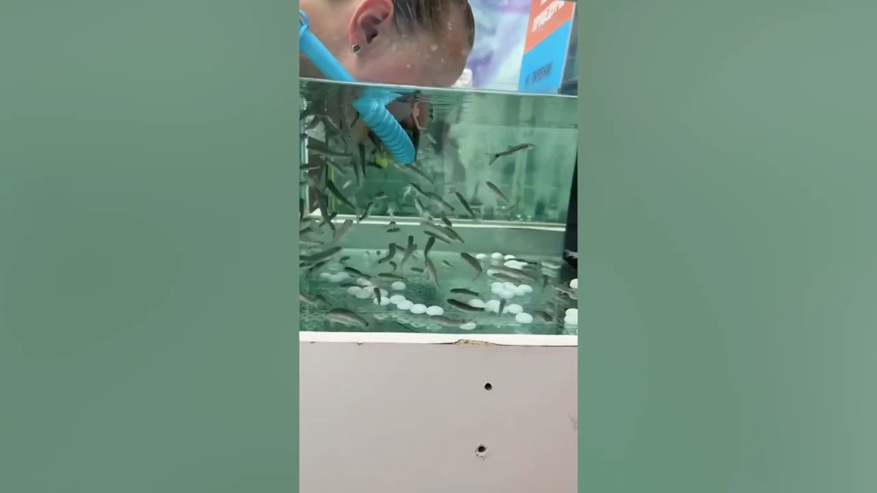 La nueva tendencia: exfoliarte el rostro con decenas de diminutos peces