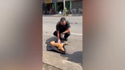 Un policía salva la vida a un perro al aplicarle una RCP después de ser atropellado por un coche Un policía salva la vida a un perro al aplicarle una RCP después de ser atropellado por un coche