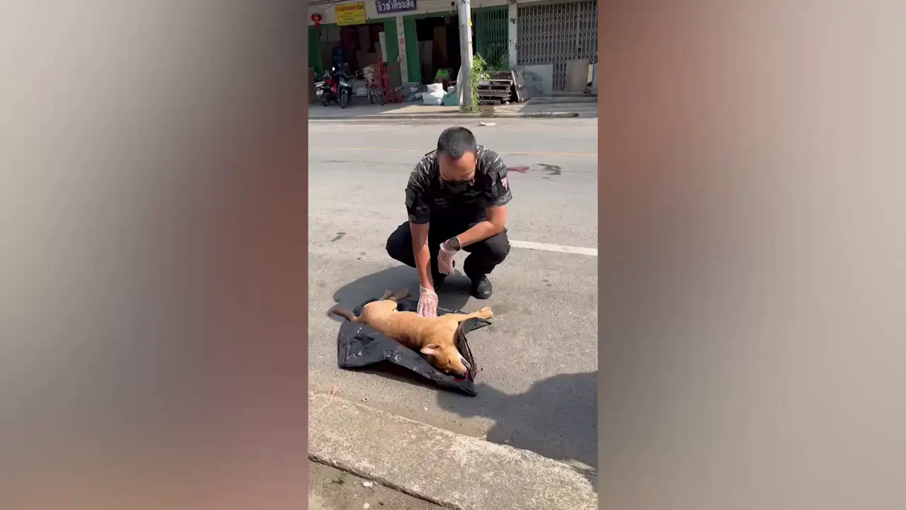 Un policía salva la vida a un perro al aplicarle una RCP después de ser atropellado por un coche