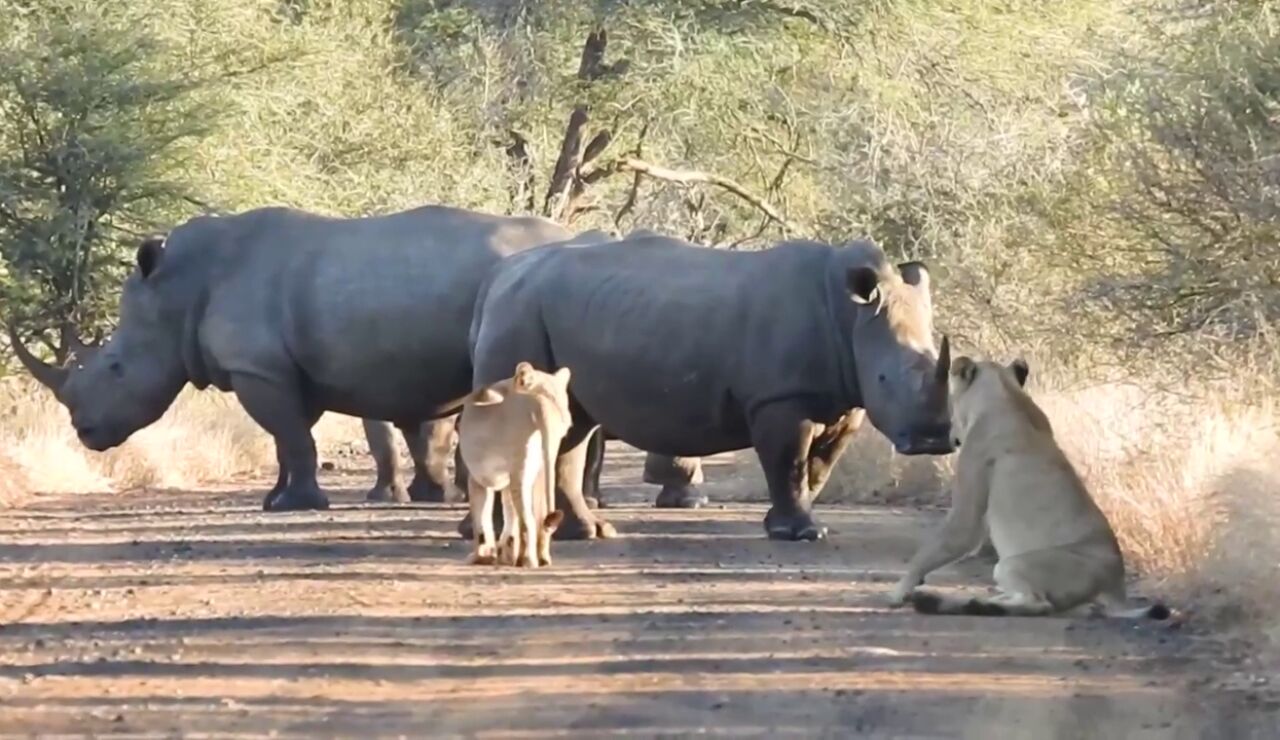 Rinocerontes y leones