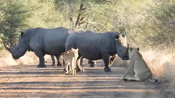 Rinocerontes y leones