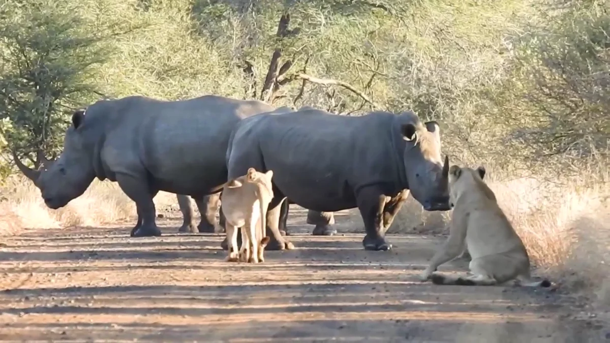 El espectacular vídeo que muestra a un grupo de rinocerontes defendiéndose  de una manada de leones hambrientos