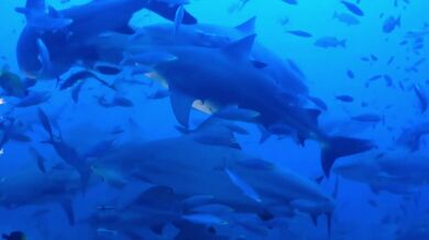 Impactantes imágenes de unos buzos nadando con 40 tiburones hambrientos