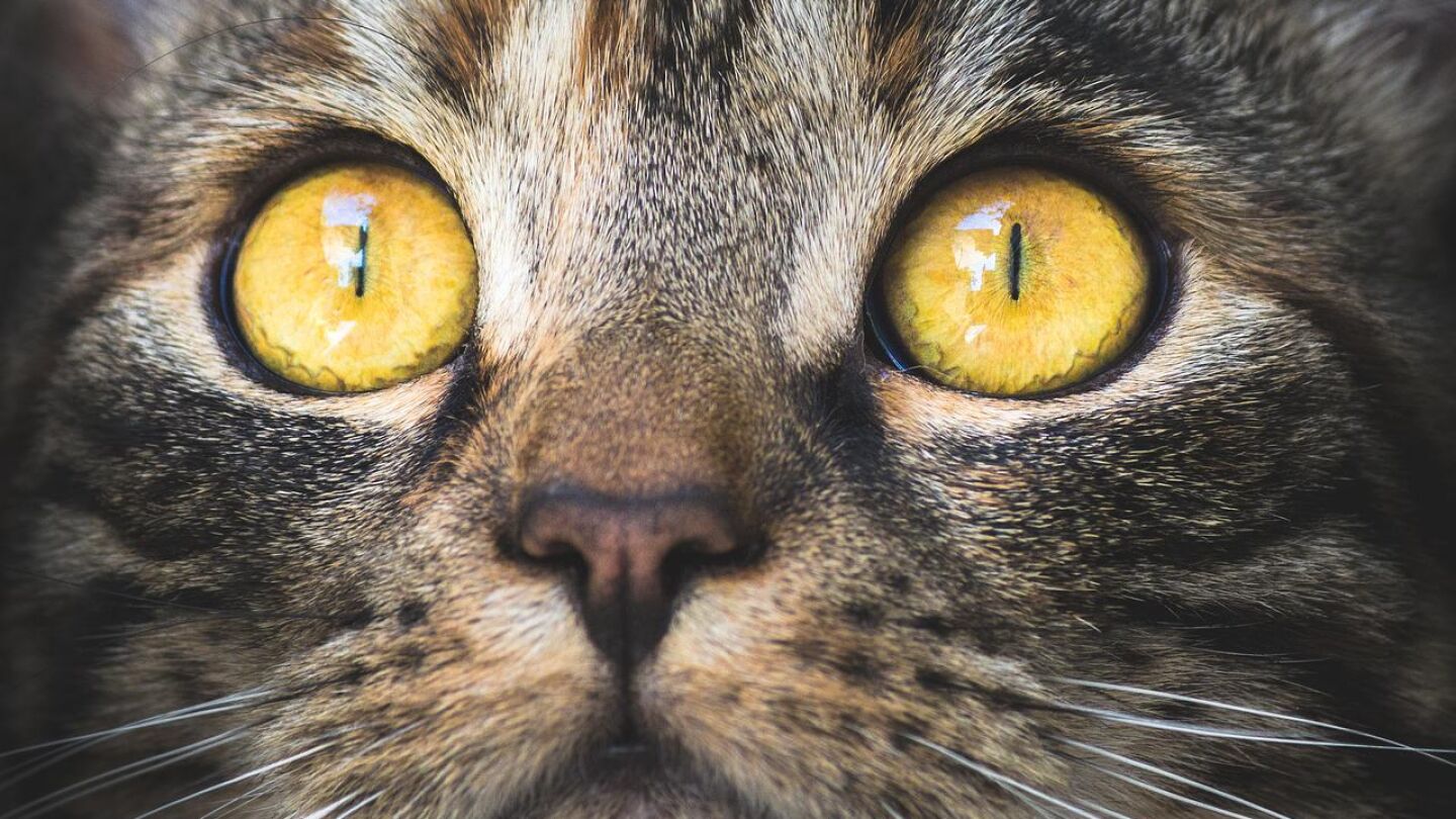 Gato