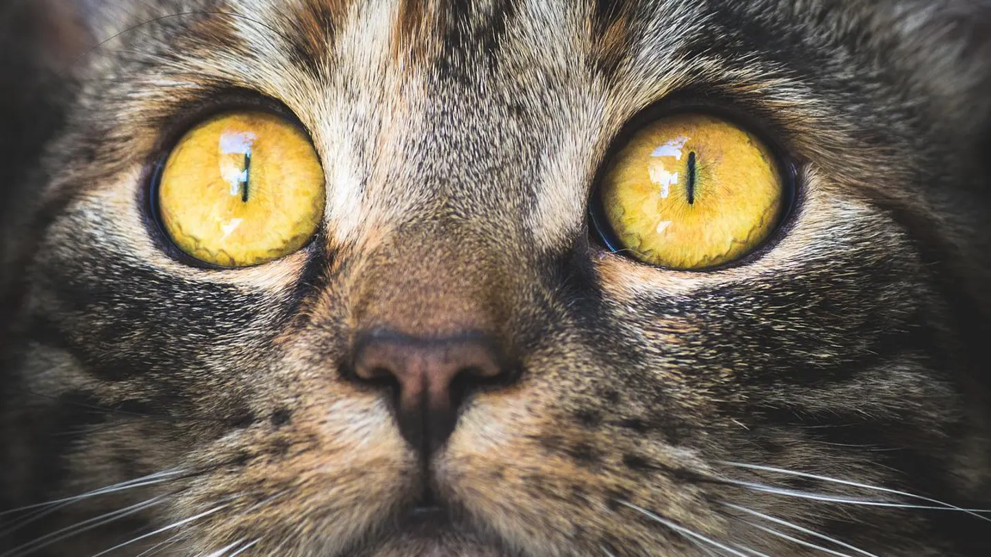 Gato Gato
