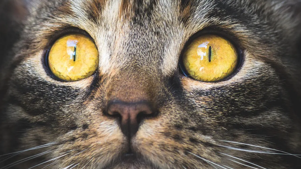 Gato Gato