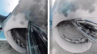 Un tiburón tigre intenta comerse una cámara en el océano