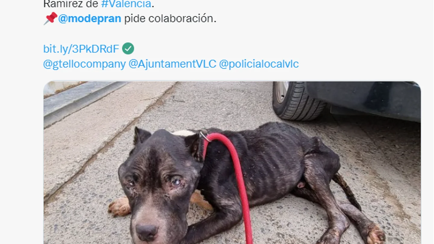 Perro Matt Perro Matt