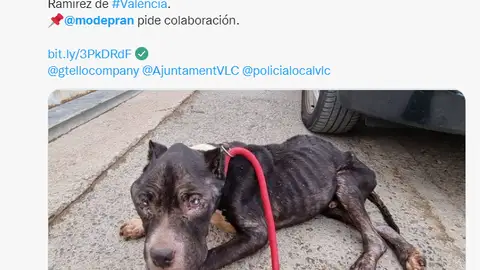 Perro Matt Perro Matt