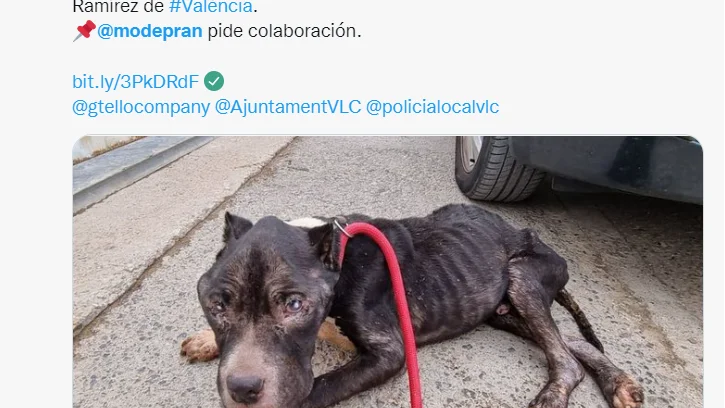 Perro Matt