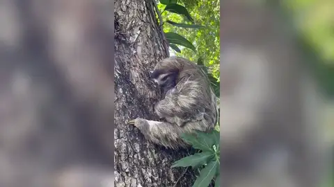 Perezoso con su bebé Perezoso con su bebé