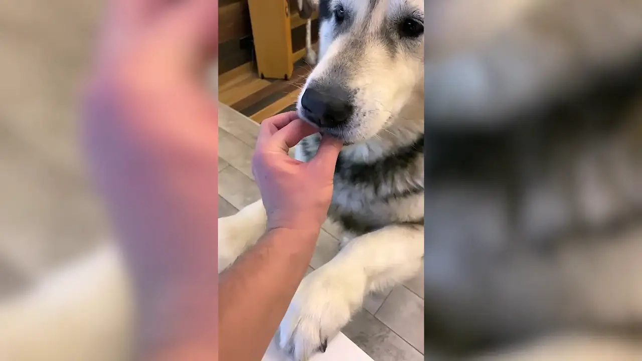 Engaño a su perro hambriento fingiendo que le daba de comer y el adorable vídeo se ha vuelto viral