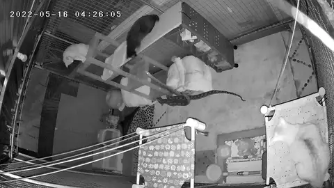 Una gata se enfrenta a una pitón Una gata se enfrenta a una pitón