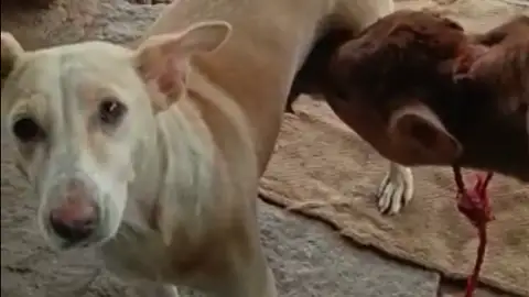 Ternero y perra Ternero y perra