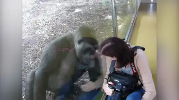 Una hembra gorila se reencuentra 15 años después con dos antiguas cuidadoras y el vídeo ha emocionado a los espectadores