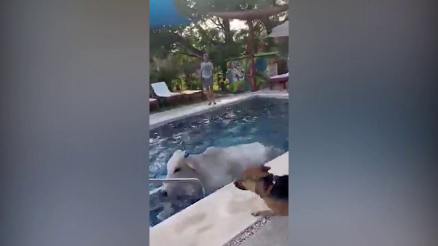 Un par de vacas se dan un chapuz&oacute;n en la piscina de un hotel en Costa Rica 
