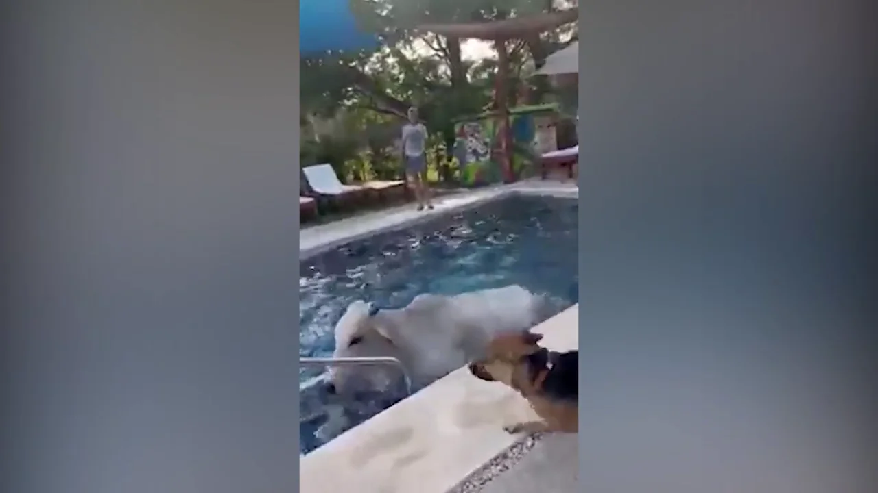 Un par de vacas se dan un chapuz&oacute;n en la piscina de un hotel en Costa Rica 