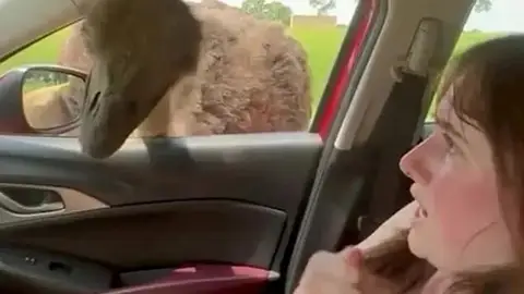 Avestruz mete la cabeza dentro de un coche Avestruz mete la cabeza dentro de un coche