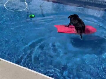 La "Perra bodyboard" que ha impresionado a las redes deslizándose por la piscina para recuperar su juguete flotante