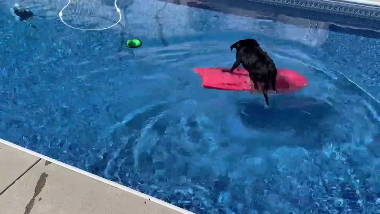 La "Perra bodyboard" que ha impresionado a las redes desliz&aacute;ndose por la piscina para recuperar su juguete flotante