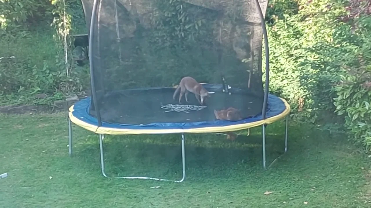 Los dos zorros saltando en una cama el&aacute;stica