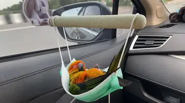 Un loro duerme la siesta en una hamaca hecha con una mascarilla mientras viaja en coche
