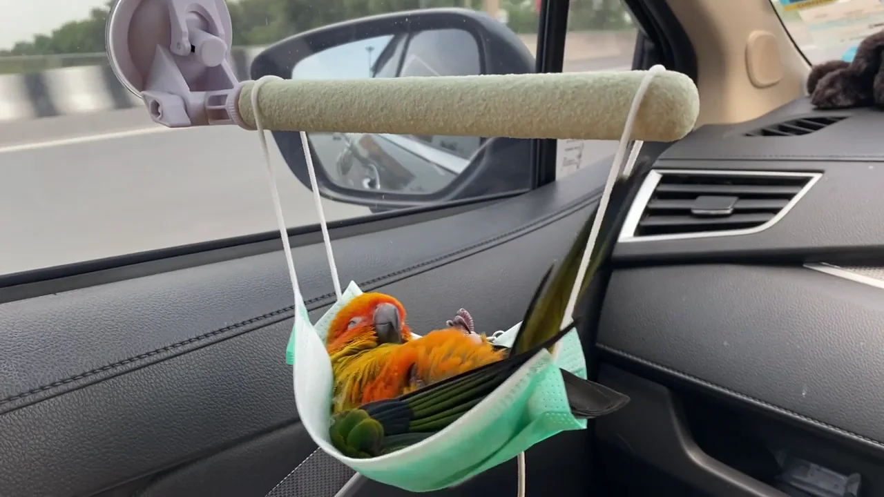 Un loro duerme la siesta en una hamaca hecha con una mascarilla mientras viaja en coche Un loro duerme la siesta en una hamaca hecha con una mascarilla mientras viaja en coche