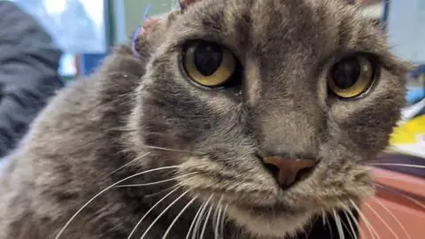 Nora, la gata sin orejas Nora, la gata sin orejas