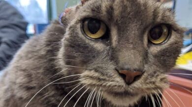 Una gata sin orejas se vuelve una estrella en Instagram (y su audición es perfecta)