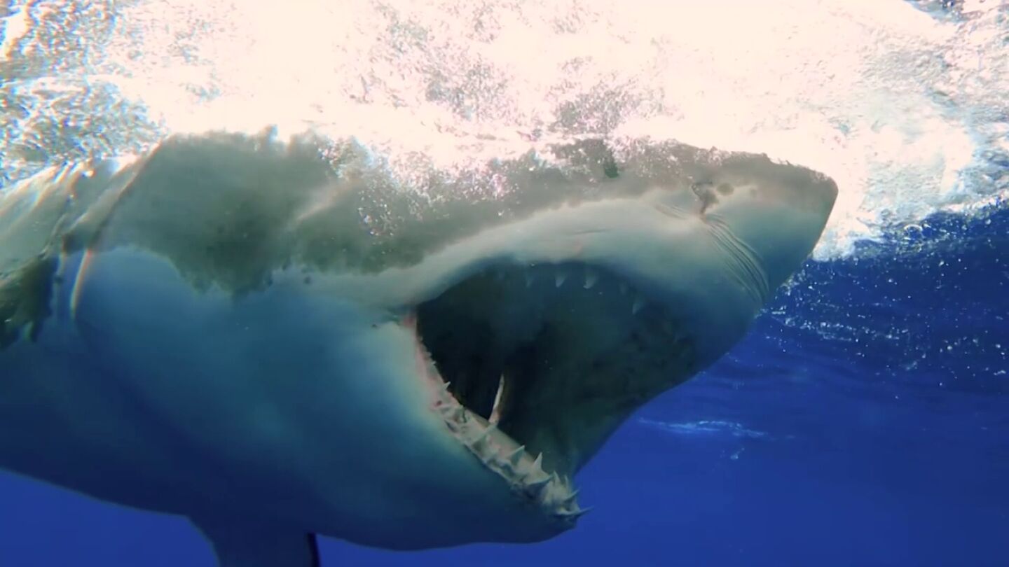 Buceador graba un impresionante primer plano de los dientes de un gran tibur&oacute;n blanco devorando