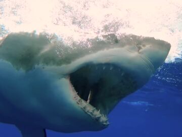 Buceador graba un impresionante primer plano de los dientes de un gran tiburón blanco devorando