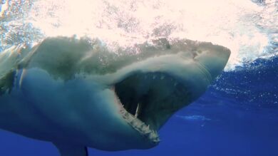 Un buceador graba un impresionante primer plano de los dientes de un gran tiburón blanco devorando