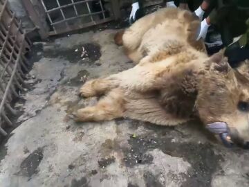 Salvan a seis osos enjaulados en un sórdido zoológico privado en Europa del Este
