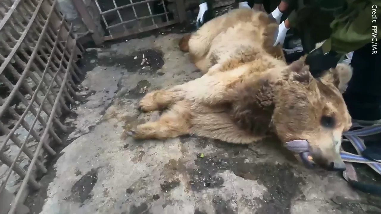 Salvan a seis osos enjaulados en un s&oacute;rdido zool&oacute;gico privado en Europa del Este