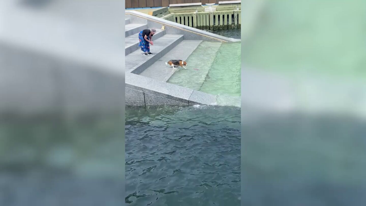 La aplaudida misi&oacute;n de un perro para rescatar su juguete del agua
