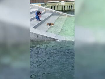 La aplaudida misión de un perro para rescatar su juguete del agua