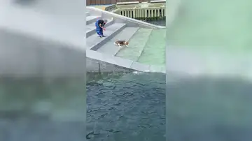 La aplaudida misión de un perro para rescatar su juguete del agua
