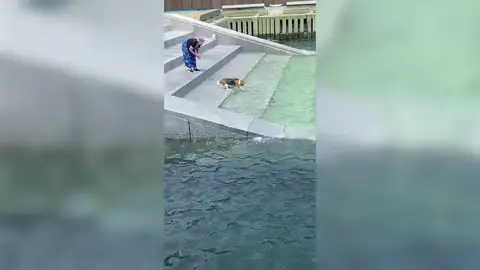 La aplaudida misión de un perro para rescatar su juguete del agua La aplaudida misión de un perro para rescatar su juguete del agua