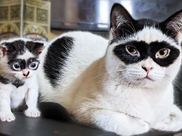 El gato Boy con su gatito Bandit