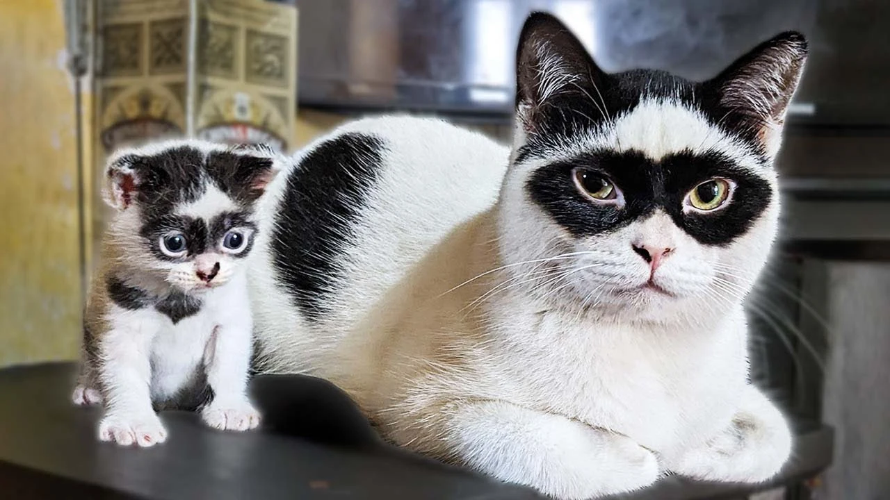 El gato Boy con su gatito Bandit
