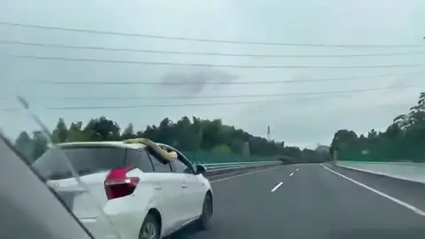 Graban a una pitón gigante encima de un coche circulando a toda velociada por una autopista Graban a una pitón gigante encima de un coche circulando a toda velociada por una autopista
