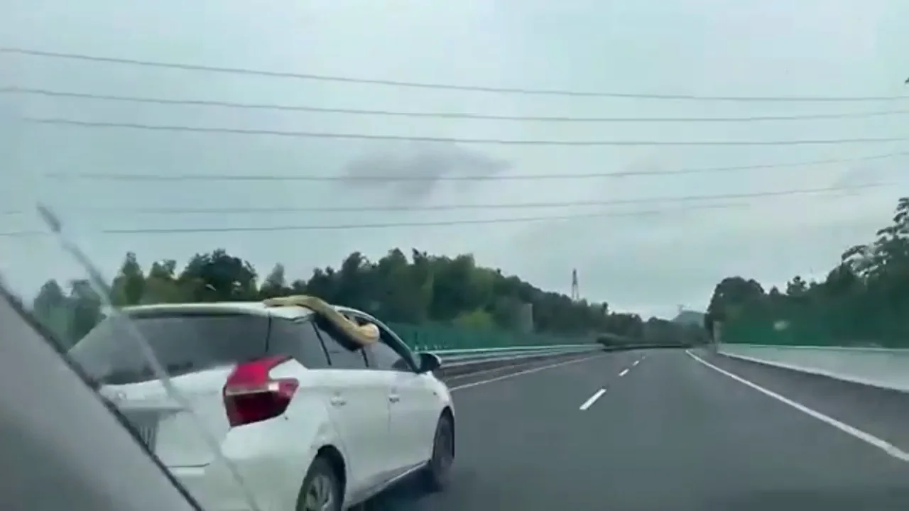 Graban a una pit&oacute;n gigante encima de un coche circulando a toda velociada por una autopista