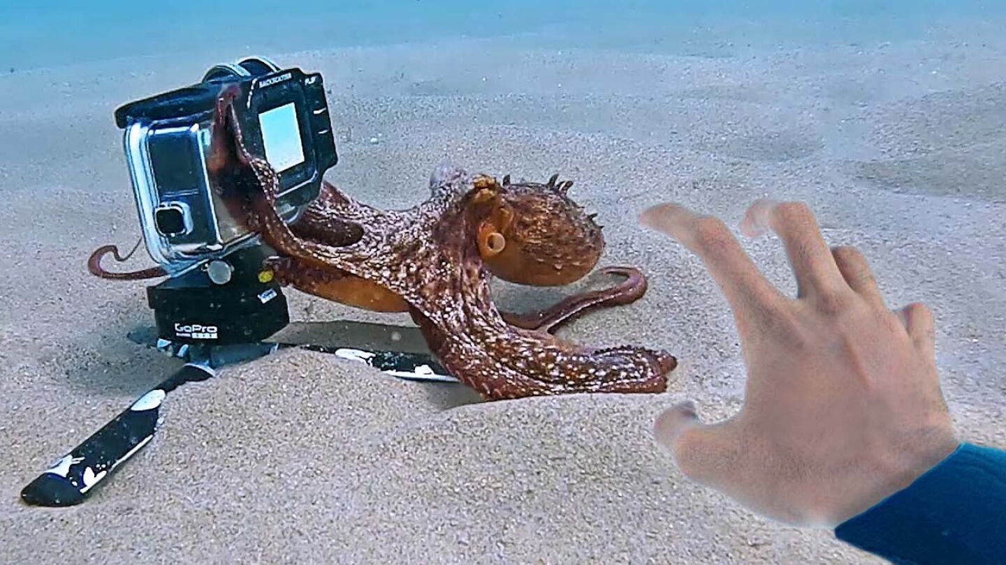 Pulpo intenta robar una cámara
