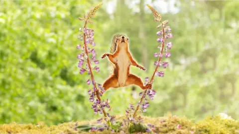 Ardilla trepando flores Ardilla trepando flores