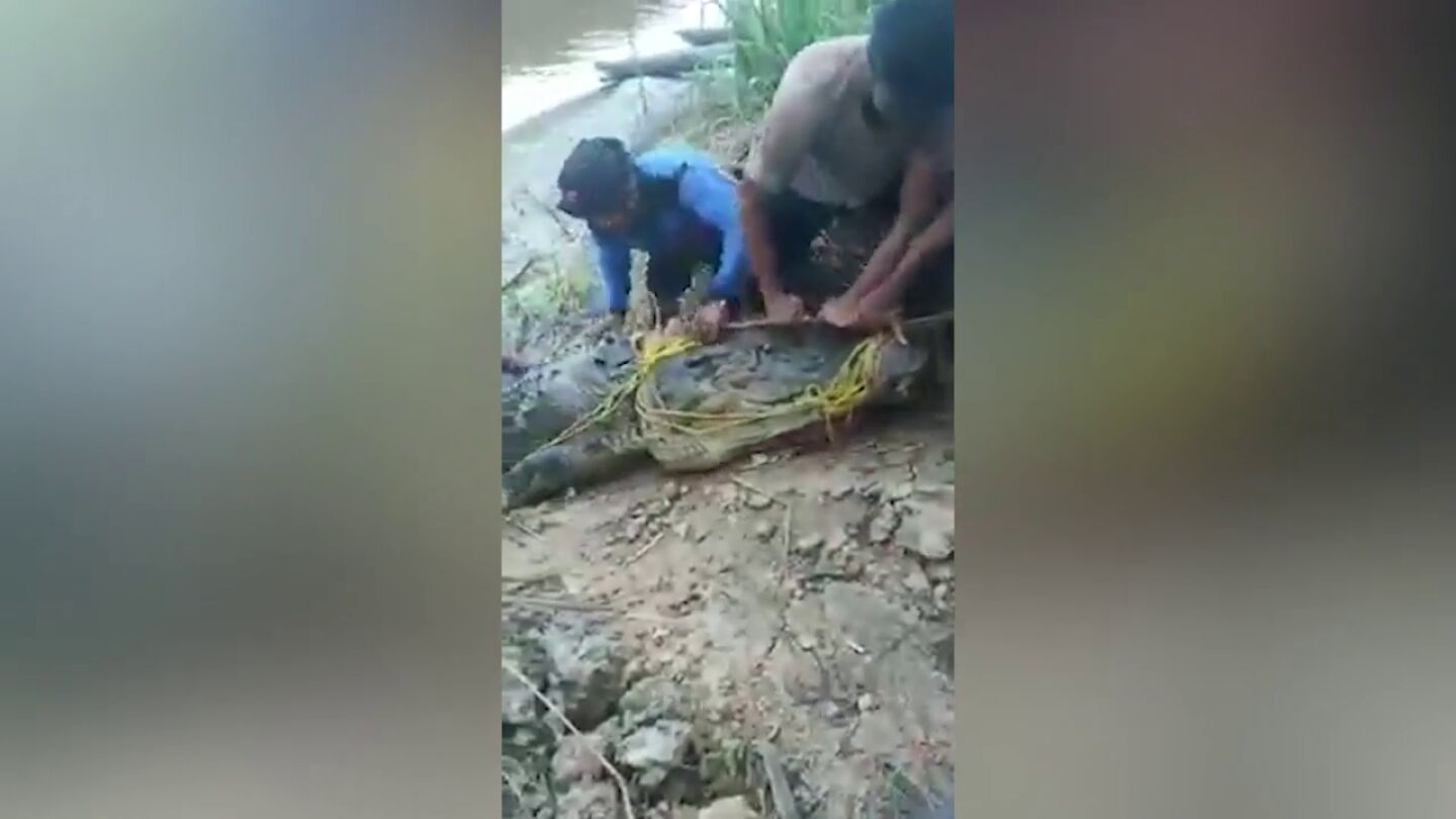 Capturan un gigantesco cocodrilo de 8 metros despu&eacute;s de comerse vivo a un pescador