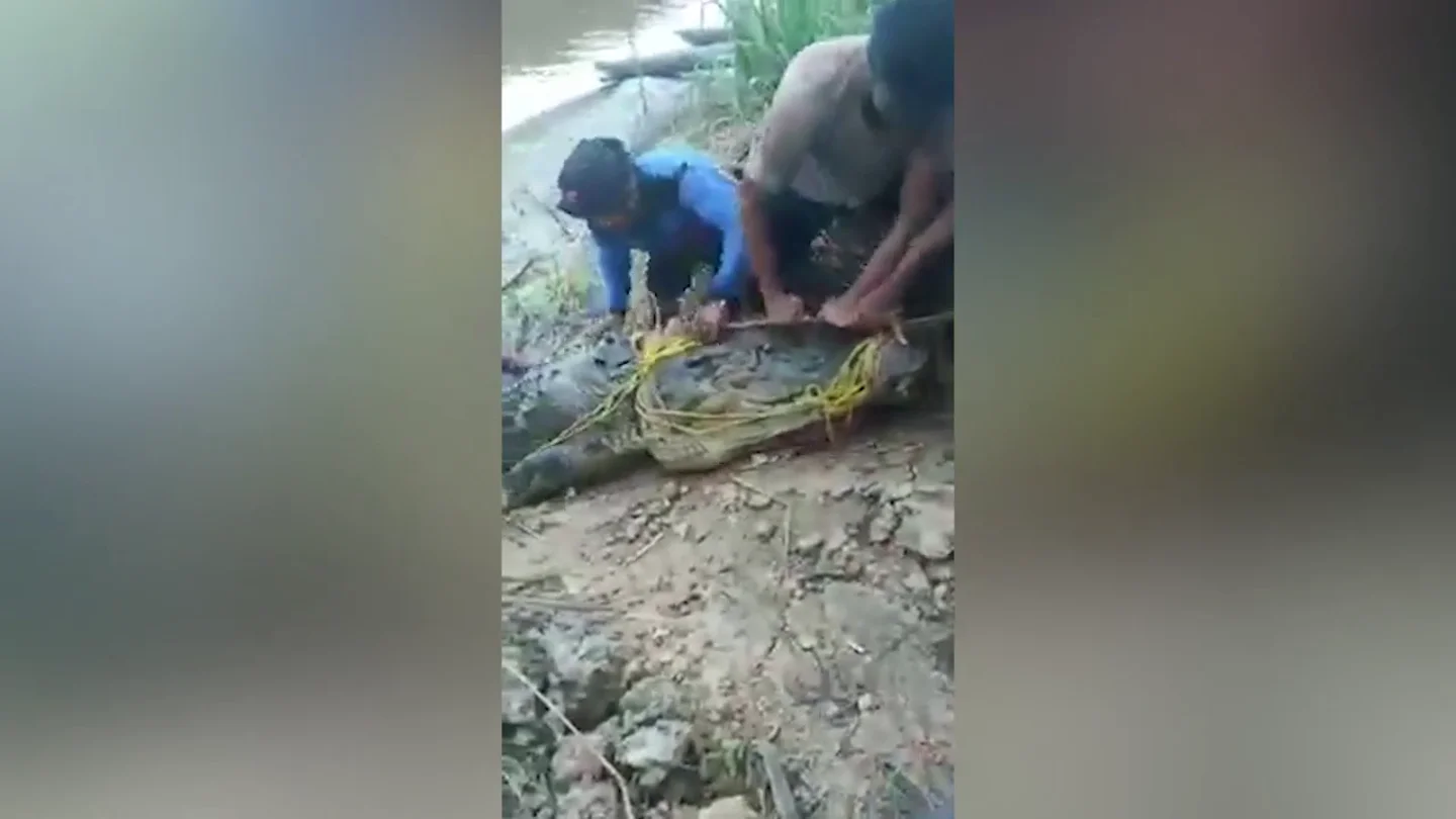 Capturan un gigantesco cocodrilo de 8 metros después de comerse vivo a un pescador Capturan un gigantesco cocodrilo de 8 metros después de comerse vivo a un pescador